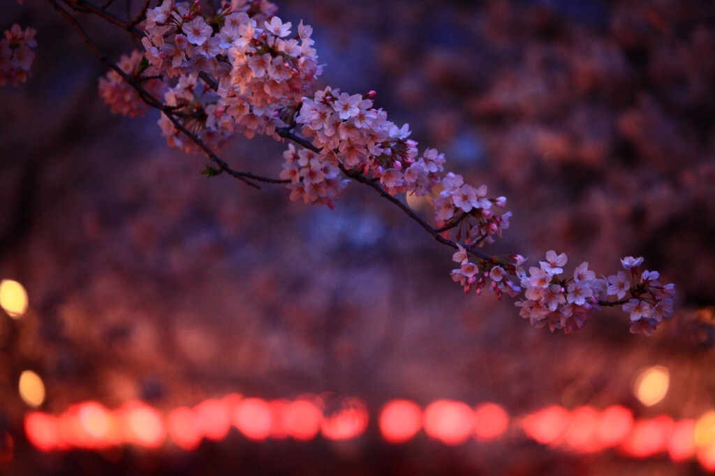 花儿在说话~