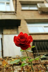 IMG_4243.jpg