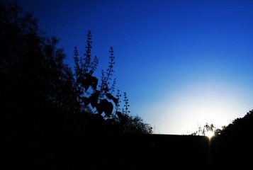 IMG_4766.jpg