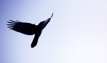 IMG_5050.jpg