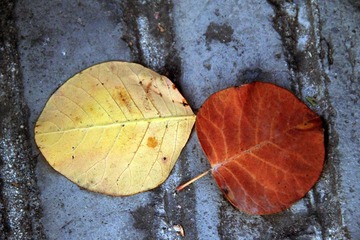 IMG_5233.jpg