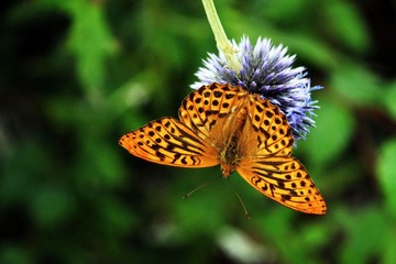 IMG_8379 .jpg