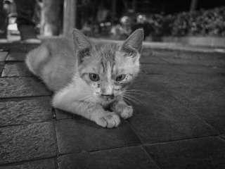 IMGP1410-2