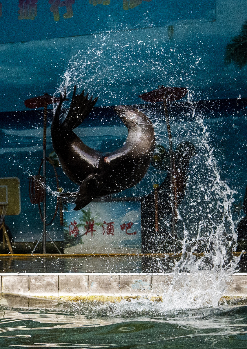 标题:翻腾 2021年3月拍摄于福州动物园海狮馆的海狮表演 - 新语拾得