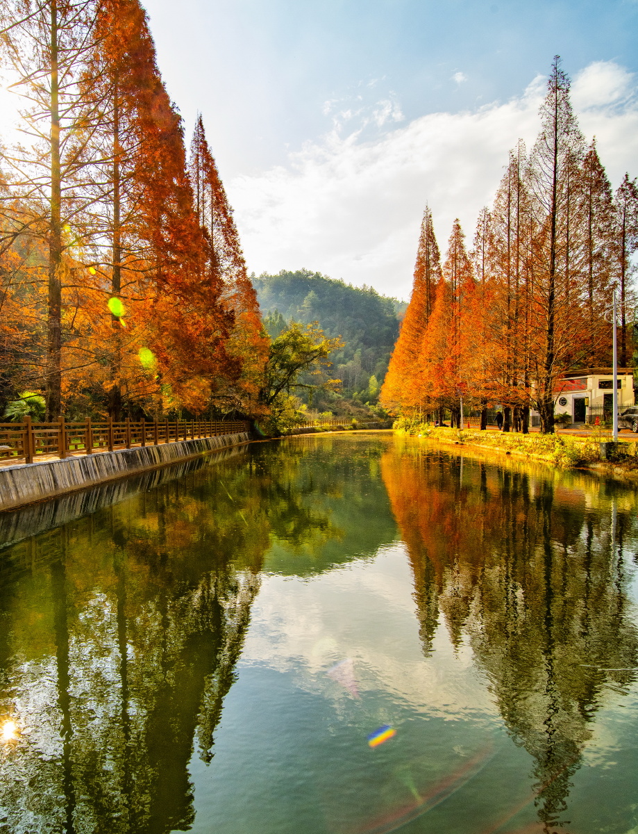 《深秋的邂逅》 2021年11月30日拍摄于福建省三明市将乐县龙栖山,深秋