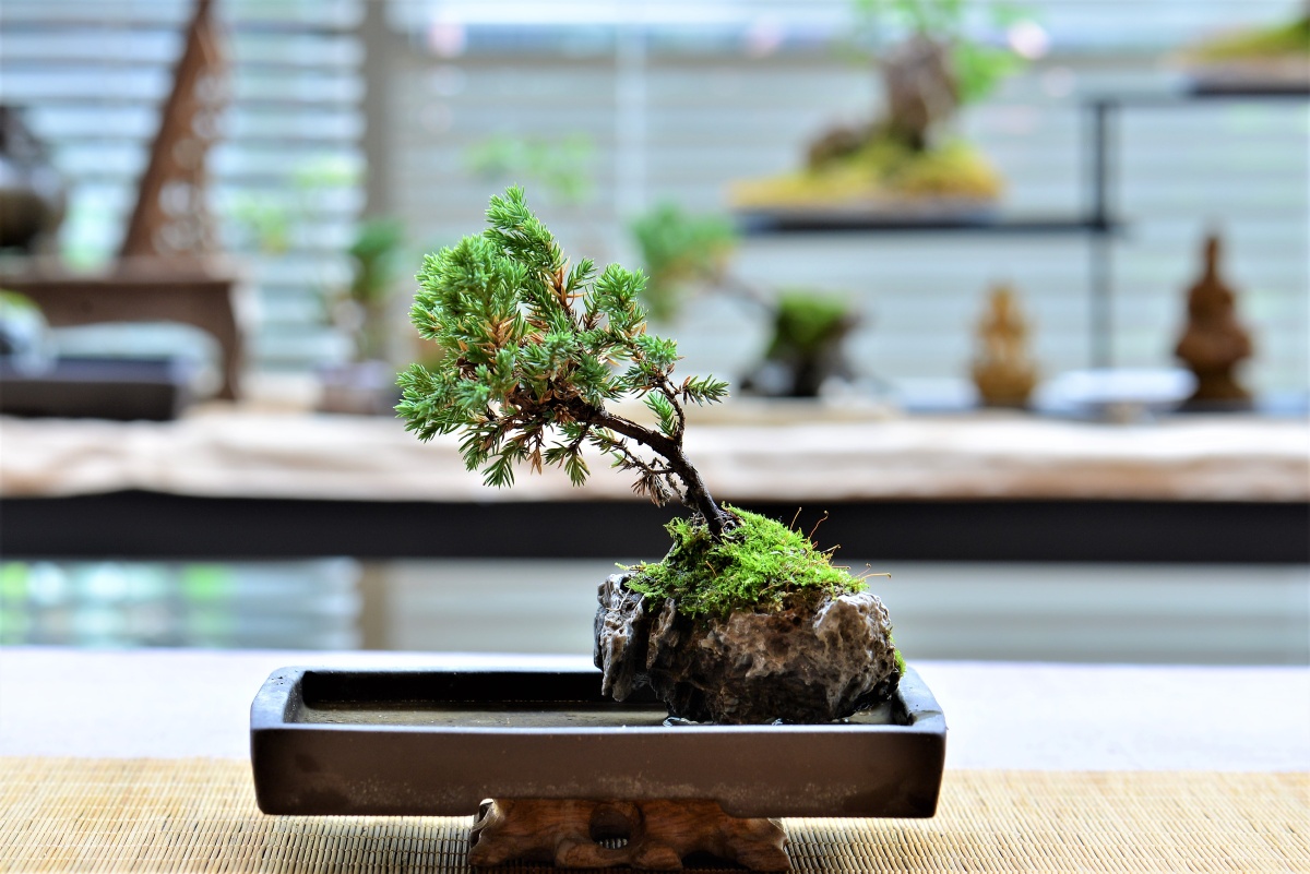 微盆景的艺术之美