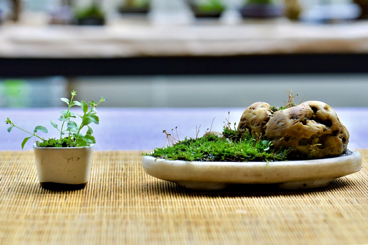 微盆景的艺术之美