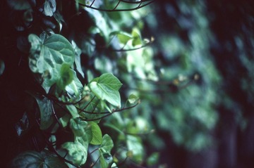Scan-120926-0019-17.JPG