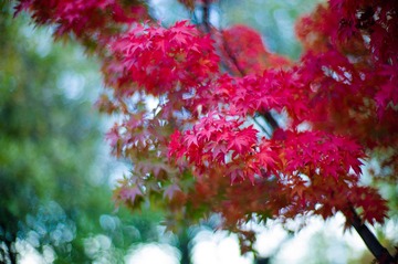 L1000966-10.JPG