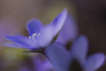 小梅沙日出
