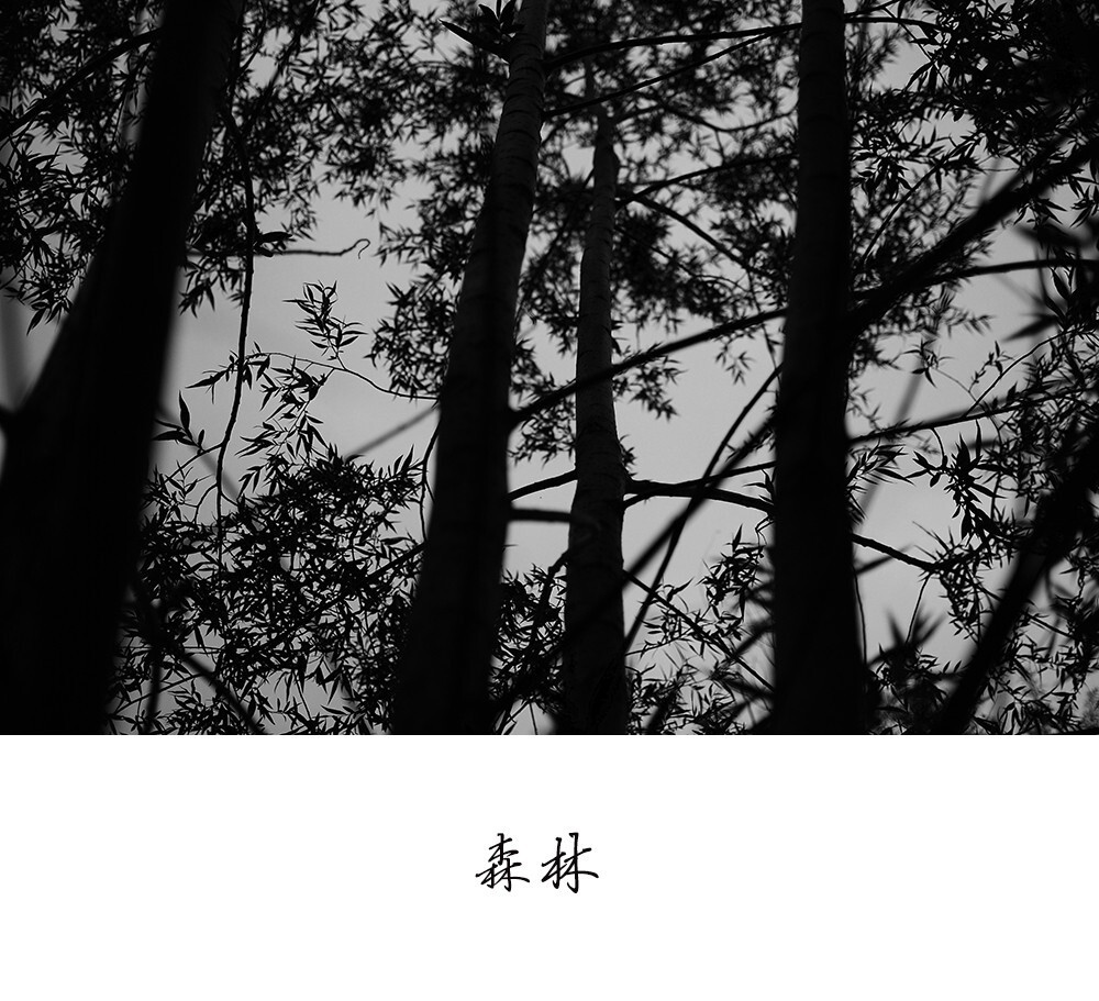 森林