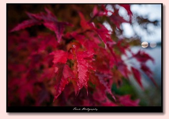 DSC_7117-1_