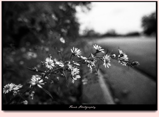 DSC_7123-1_