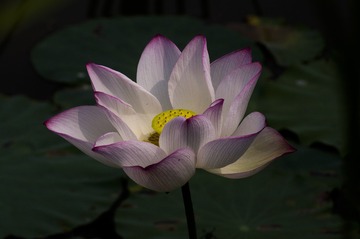 凤凰湖荷花