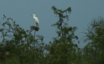 南湖白鹭2