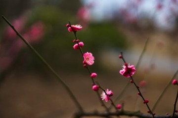 DSC07194_1 (复制)