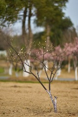 DSC07216 (复制)
