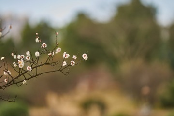 DSC07232 (复制)