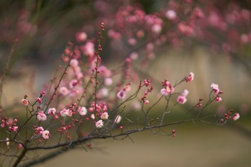 DSC07275 (复制)