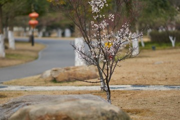 DSC07286 (复制)
