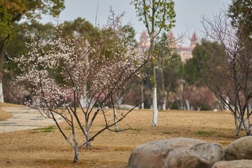 DSC07295 (复制)