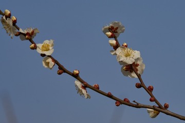 DSC07509 (复制)