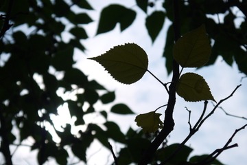 1006845