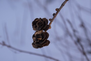 1451300