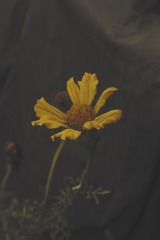 1741603