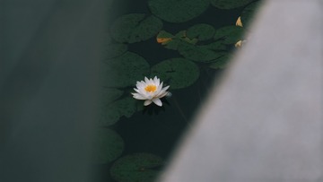 1000036392