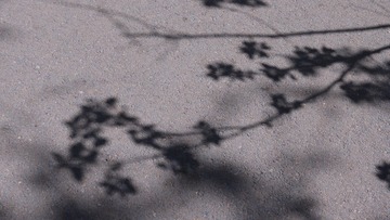 1000056080