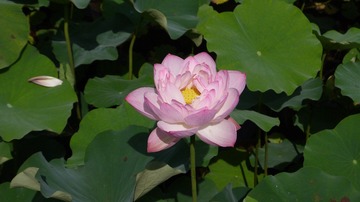 12050