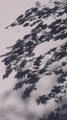 1000055954
