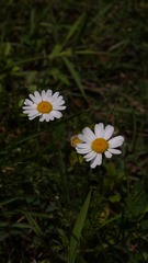 1000042033