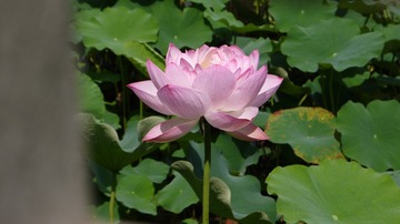 12052