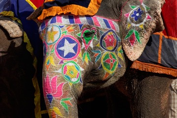LION8398.jpg