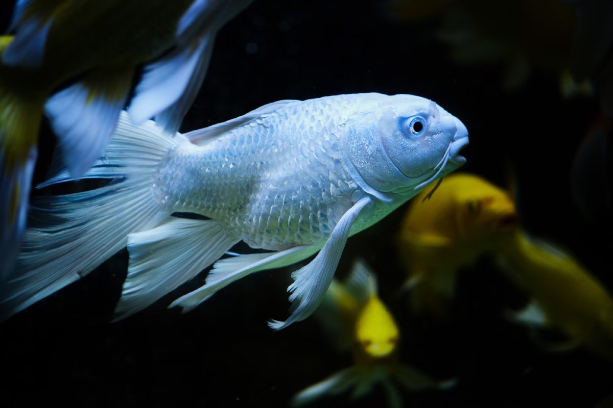 蝴蝶鲤鱼观赏鱼