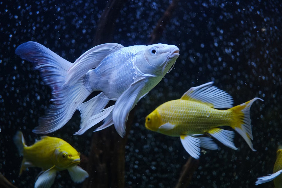 蝴蝶鲤鱼观赏鱼