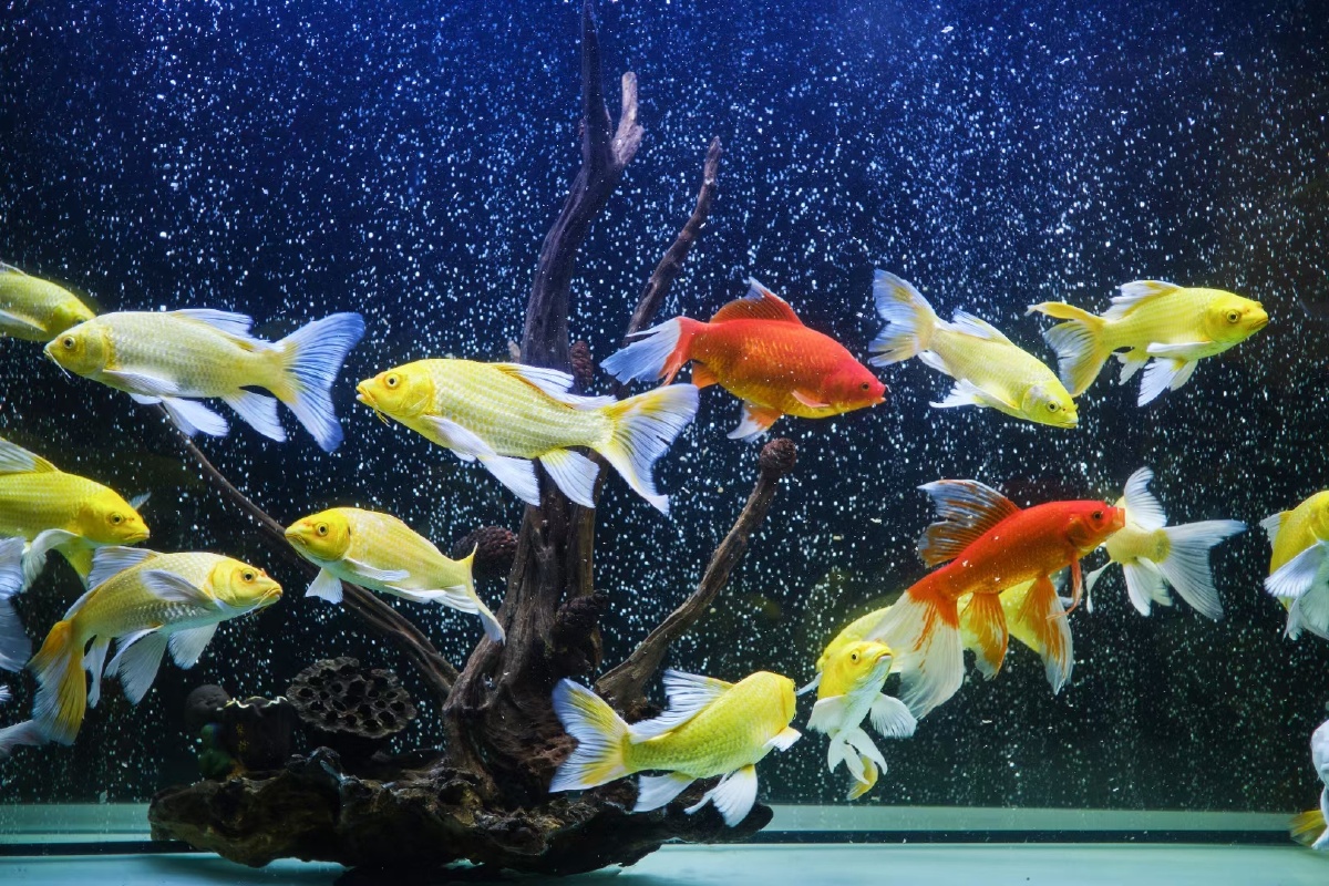 蝴蝶鲤鱼观赏鱼