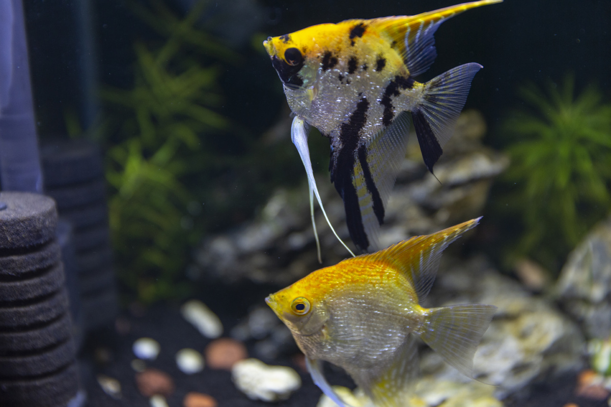 水族箱观赏鱼 - 右眼看景 - 图虫