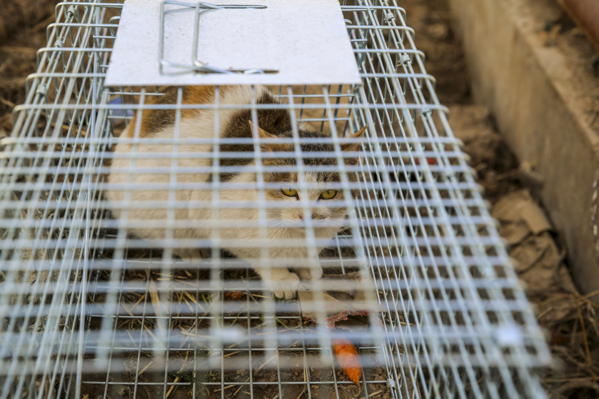 逮住偷吃香肠的小野猫