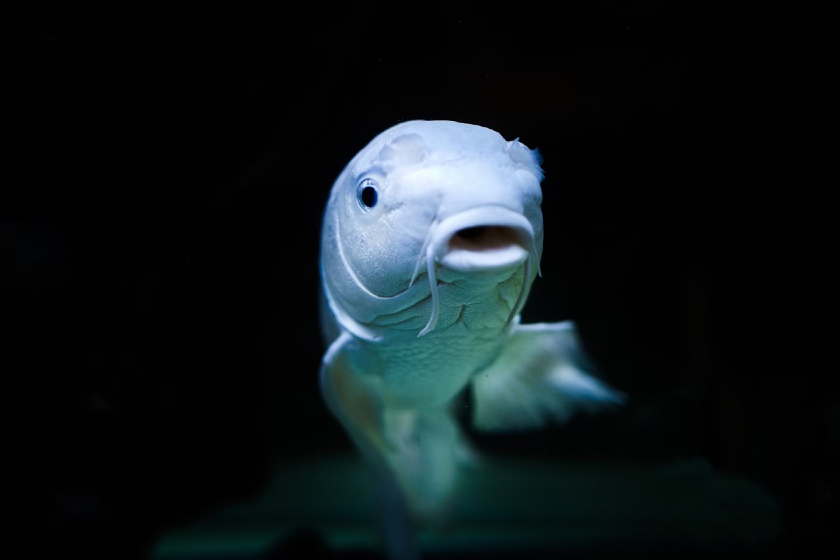 蝴蝶鲤鱼观赏鱼