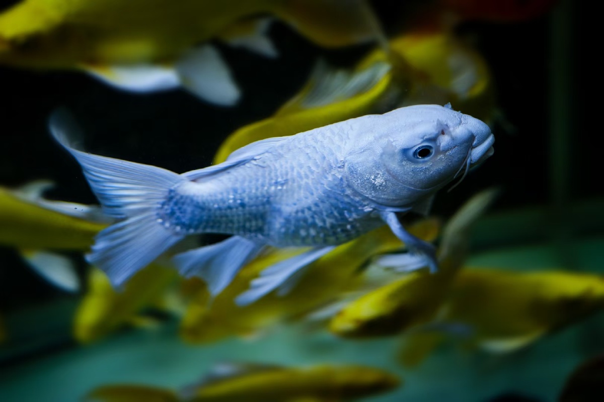 蝴蝶鲤鱼观赏鱼