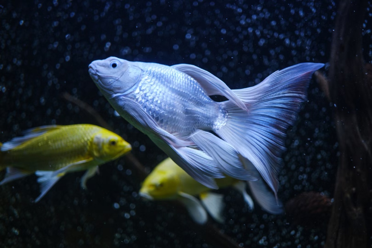 蝴蝶鲤鱼观赏鱼