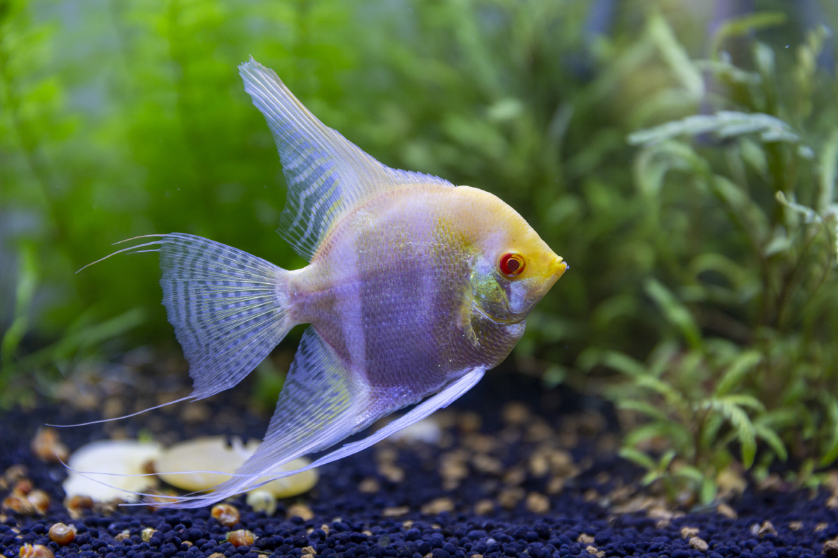 观赏鱼白化燕 - 右眼看景 - 图虫