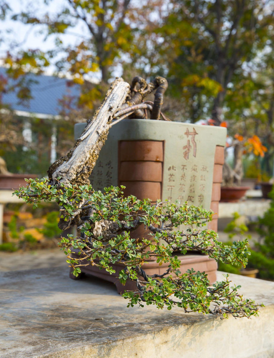 金雀悬崖式盆景