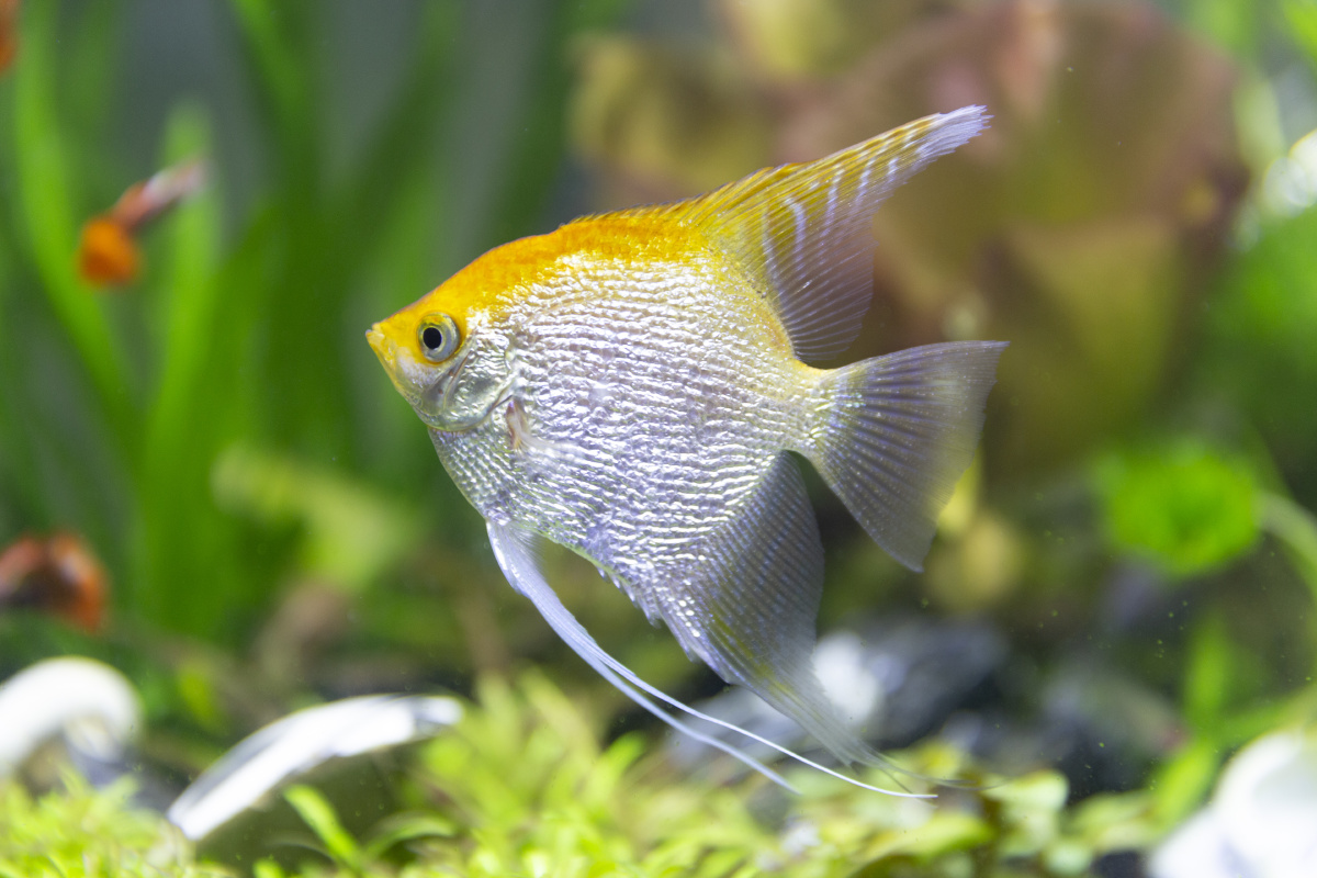 水下摄影神仙鱼