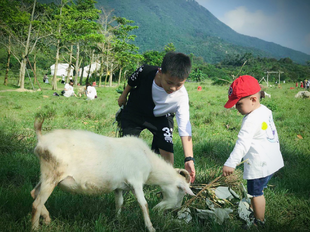 和哥哥喂小羊吃草