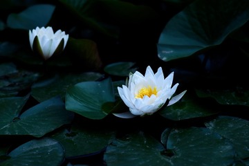 _DSC9531