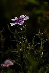 _DSC9590
